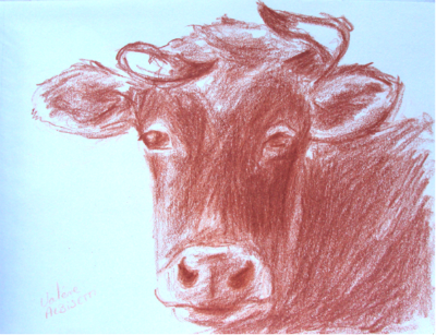 Vache rousse de Bretagne